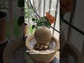 STONEMART ™ CLIENT TESTIMONIAL OF BALCONY FOUNTAIN FROM PUNE. #stonemartindia #stonewaterfountain