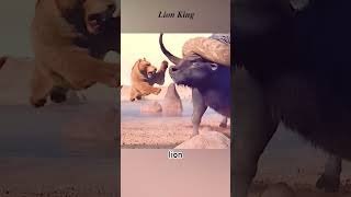 Lion defeats buffalo to save the savannah #animations image