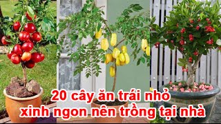 20 cây ăn trái nhỏ xinh ngon nên trồng tại nhà