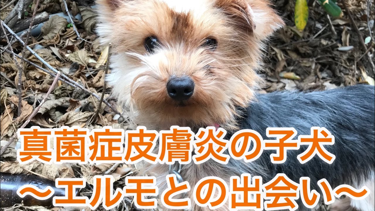 真菌症皮膚炎の子犬 〜出会ってから里親になるまで〜【元保護犬ヨークシャーテリアのエルモ】 YouTube