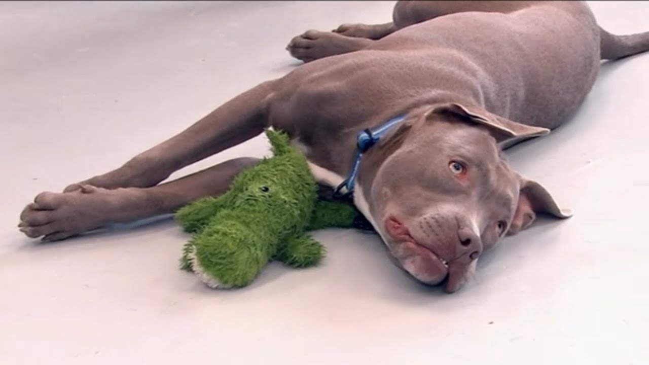Abused dog finds loving home through Yonkers Animal Shelter - YouTube