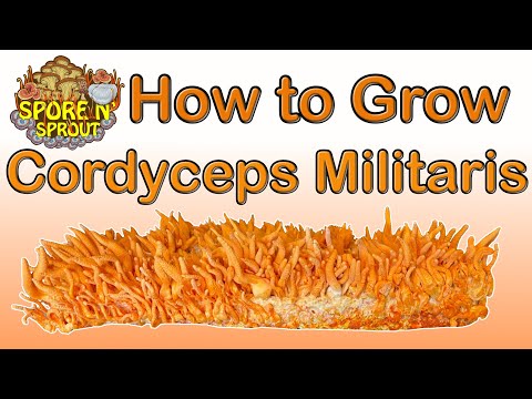 How to Grow Cordyceps Militaris Mushroom | Two
