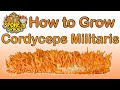 How to grow cordyceps militaris fungi  two methods