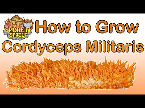 Video: 3 moduri simple de a crește Cordyceps