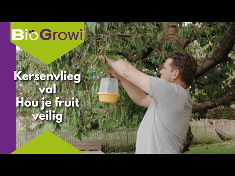 Video: Kersenvlieg: controlemethoden