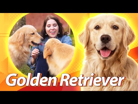 Vídeo: Sequência de crescimento do Golden Retriever no 1º ano