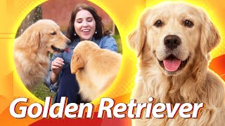 Golden Retriever  O dourado amável | Guia de Raças Baw Waw