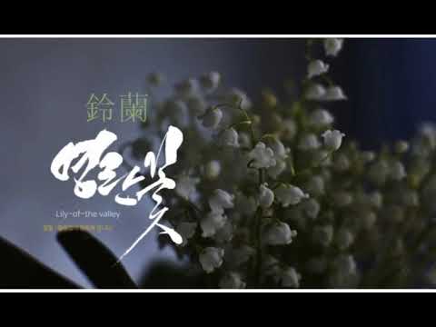 [TJ노래방라운지] 홍콩아가씨 - 금사향