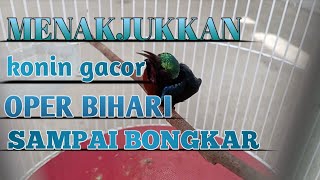 Konin Birahi Menakjubkan Goyang-Goyang Badan Gacor Sampai Bongkar Dijamin Buat Pancing Emosi Lawan