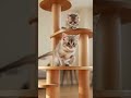 😺 Tiny Kittens Try to Move a Giant Toy!