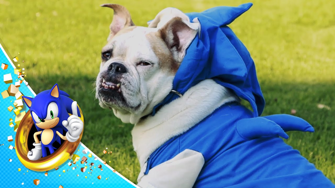 Sonic The Hedgedog Act 1 Youtube Doge Sonic Roblox Doge Sonic Roblox Sonic The Hedgedog Act 1 Youtube