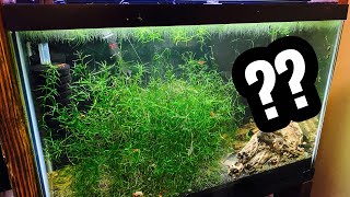 Guppy Grass vs Java Moss - Differences?