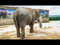 А где Магда!? Давно ее не показывали! Слон. Тайган. Elephant beauty treatments in Taigan.
