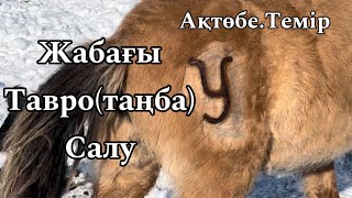 ЖАБАҒЫ ТАВРО (таңба) САЛУ| ҚАРАПАЙЫМ АУЫЛ | TEMIP АКТОБЕ