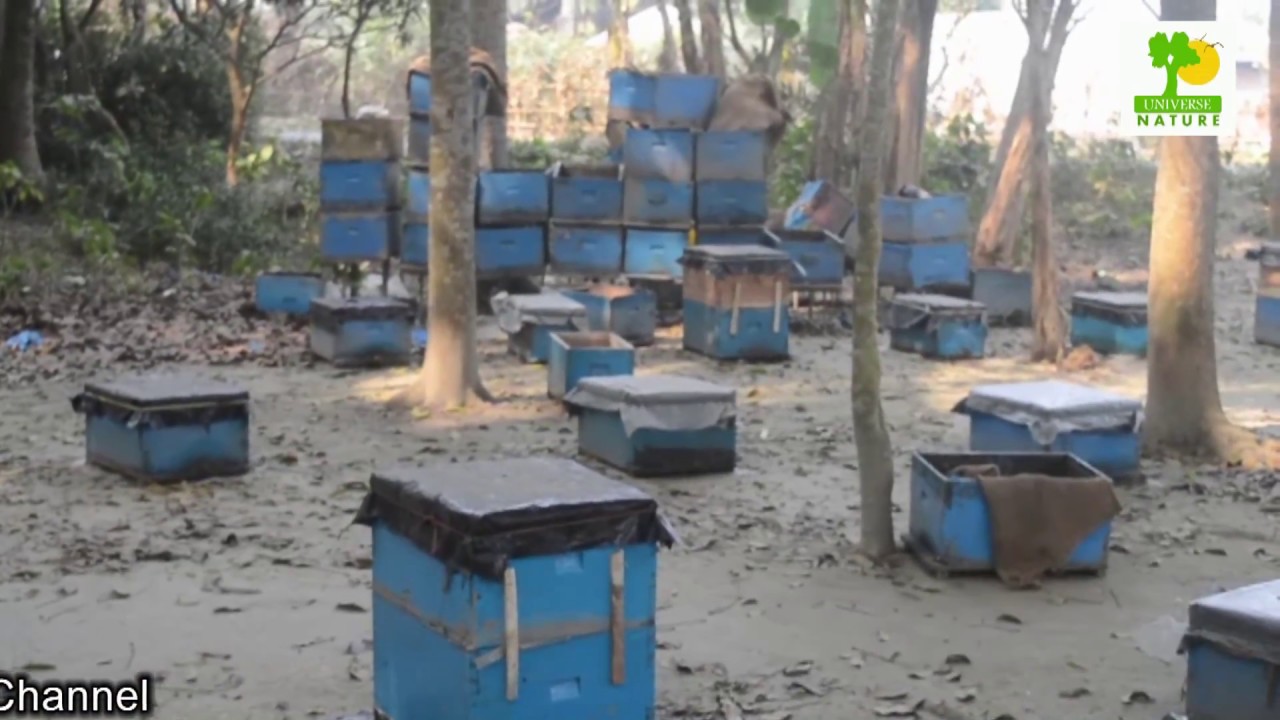business plan on bee farming