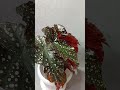 Begonia Cracklin Rosie Кейн