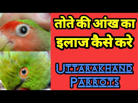 वीडियो: टिक के लिए तोते का इलाज कैसे करें