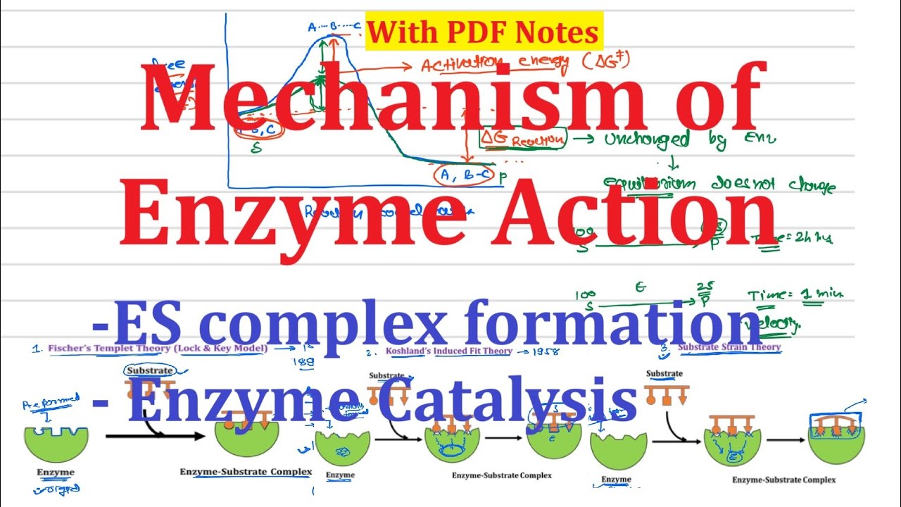 12. Mechanism of Enzyme Action | Lock & Key Model, Induced fit ...