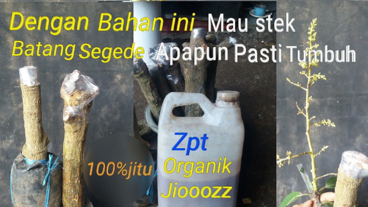 Cuma dengan bahan ini-stek batang sebesar apapu pasti tumbuh subur-99% Anti busuk