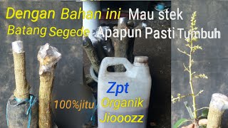 Only With This Material  Stem Cuttings Of Any Size Will Definitely Grow Well  99 Antirot