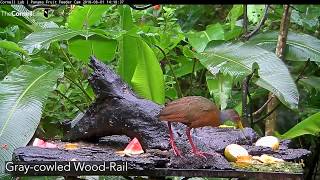 Want to learn identify all of the species we have seen on panama fruit
feeder cam? this is a good place start! video contains film or photos
o...