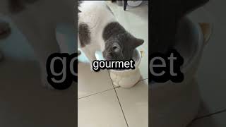 Best Cat Moments Compilation