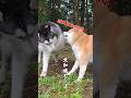 めげなきハスキーを何年も教育し続ける柴犬… #シベリアンハスキー #柴犬 #shorts
