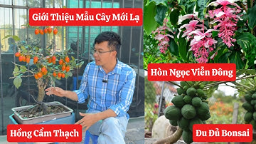 ✅ Giới thiệu những mẫu cây mới lạ Hồng Cẩm Thạch, Đu Đủ Bonsai, Hoa Hòn Ngọc Viễn Đông☎️0968.750.386