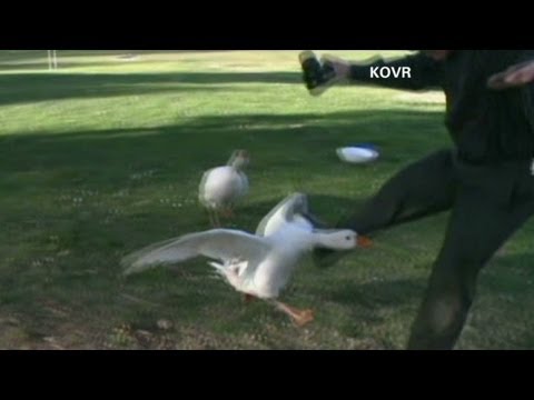 Angry geese attack people with cameras