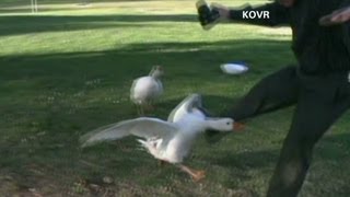 Angry geese attack people with cameras
