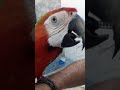 مكاو هجين من النوادر طفره مكاو هجين من النوادر طفره