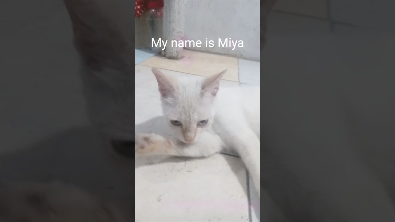 My name is Miya #cat #cute #funny - YouTube
