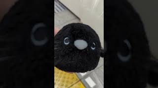 STOP CROW SELF CONTROL #shorts