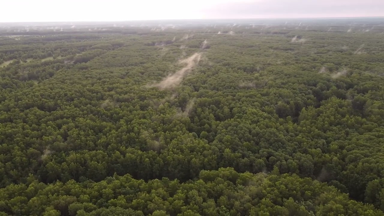 Relaxation and sleep. Forest birds singing. /Пение лесных птиц для отдыха