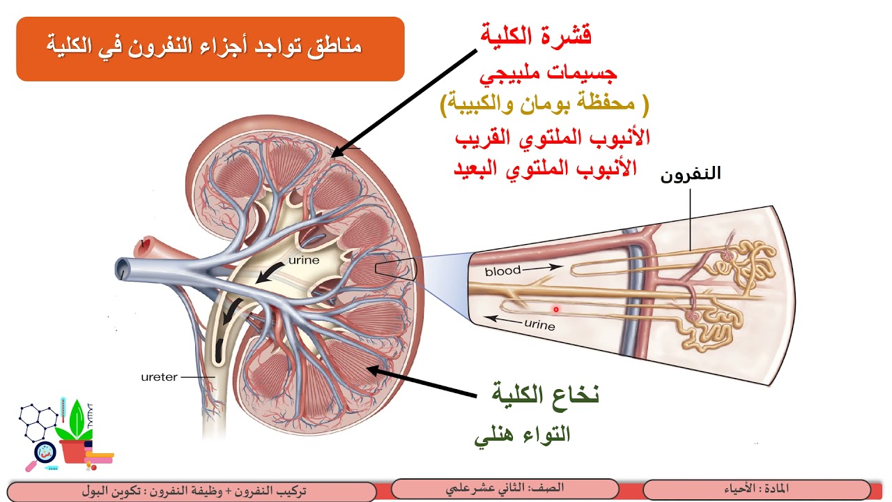 الصف الثاني عشر   المسار العلمي   الأحياء    تركيب النفرون  وظيفة النفرون  تكوين البول