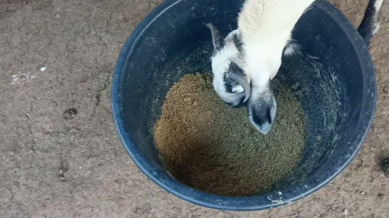 low cost feed for sheep and goats / ఎలా పెడితే మంచి growth వస్తుంది /how many advatages