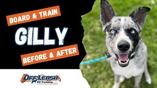 Catahoula/Husky Mix, 9 m/o, "Gilly" | Incredible Catahoula/Husky Mix Obedience Training Spokane