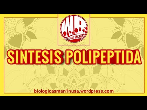 Video: Perbezaan Antara Polipeptida Dan Protein