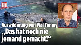 WAL TIMMY: Rückführung zur Buckelwal-Familie – „Das hat noch nie jemand gemacht!“