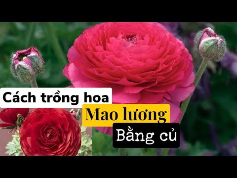 Video: Cách Trồng Cây Mao Lương Ngoài Trời