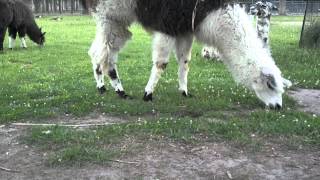 Alpacas In Cody Park