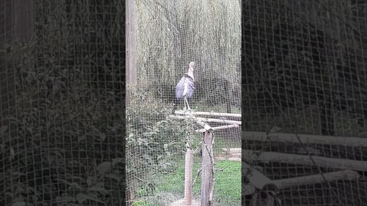 Птица Марабу семейства аистовых из саванны. Marabou bird of the stork family from the savannah.