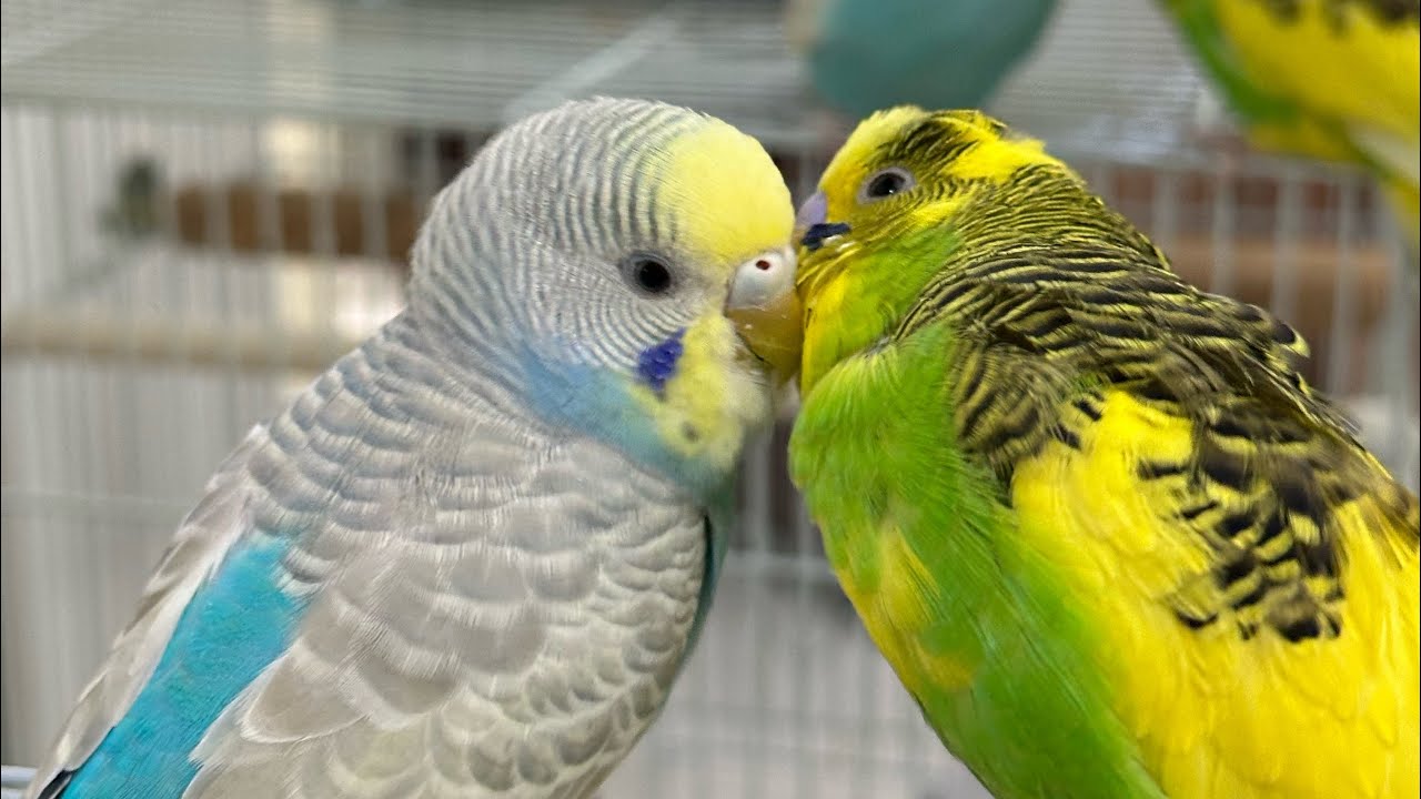 From Start to Flight: Training Your Budgie with Confidence - YouTube