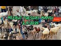 Meerut Tuesday Bakra Mandi 2 September 2025 #viralvideo #goat #azharvlogs #animals #bakramandi #bakr