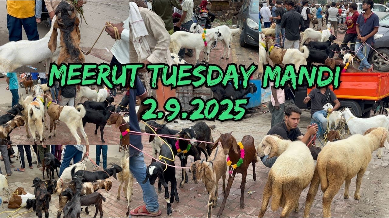 Meerut Tuesday Bakra Mandi 2 September 2025 #viralvideo #goat #azharvlogs #animals #bakramandi #bakr