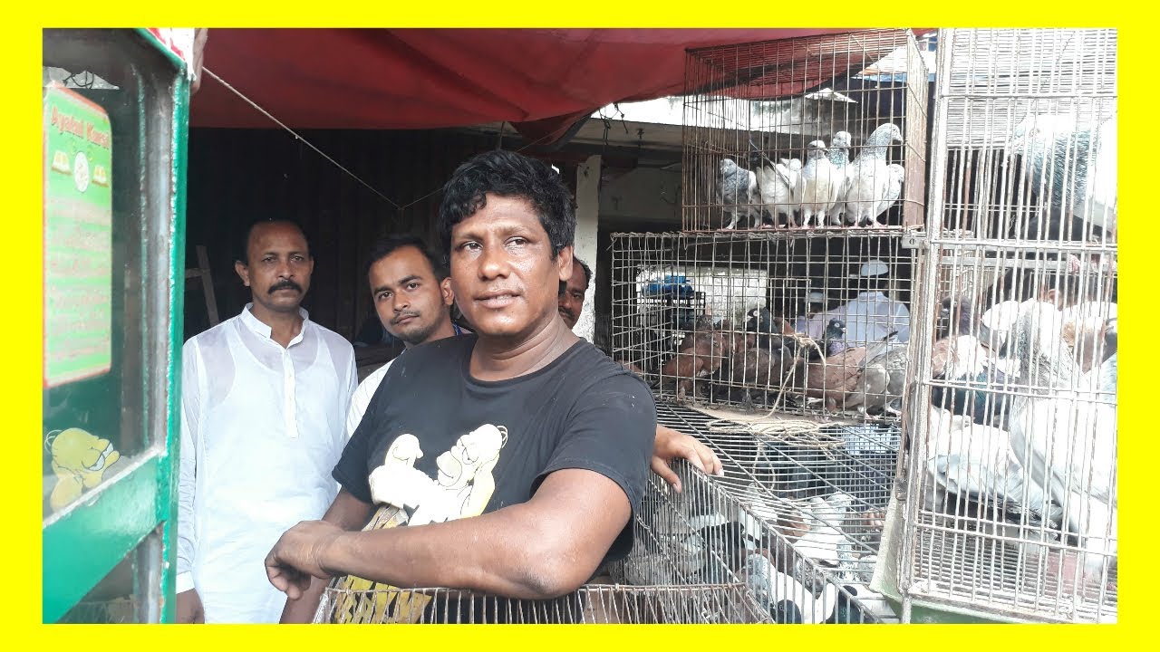 Pigeon  Robin dhaka Lalbag by Pigeon Hat Kaptan Bazar dhaka today 07-07-2017 (BD birds video)