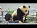 【場外シャンシャン4/21】(4)　飼育員さんに降ろされる「いやいやシャンシャン」