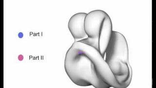 Mouse embryo development Lili Guo