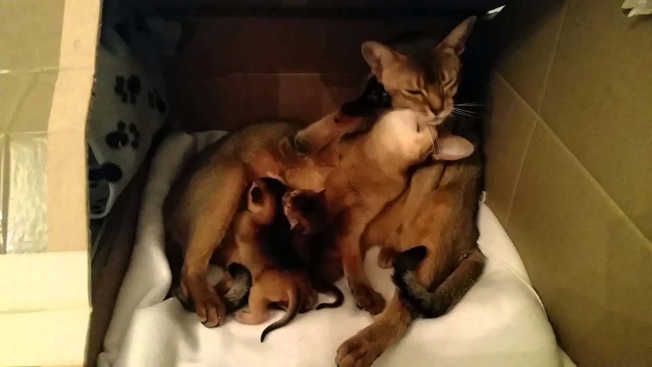 Amazing Abyssinian Family.