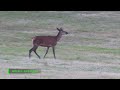 022- Les timides braillements du jeune cerf